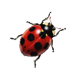 ladybug