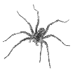 spider